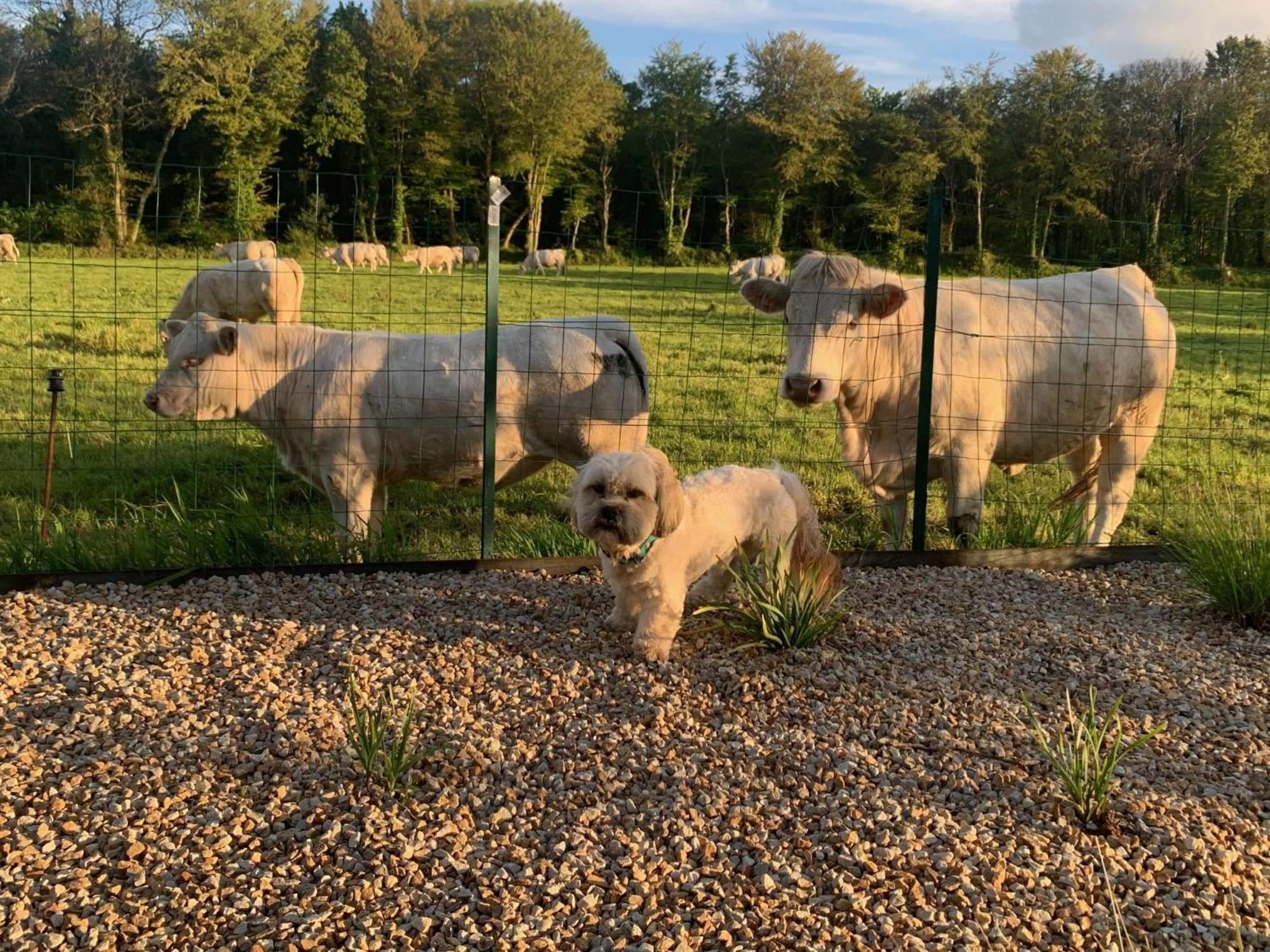 Brit Hotel Lannion-Perros Guirec 외부 사진